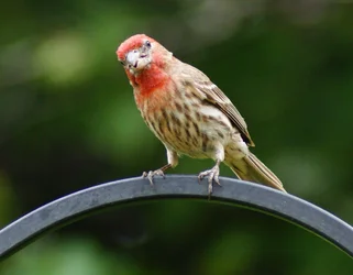 Cardinal maybe.webp