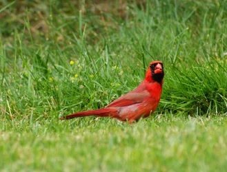 cardinal.webp
