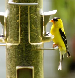 goldfinch.webp