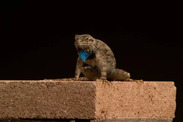 SW Fence Lizard - DHK 160625.webp