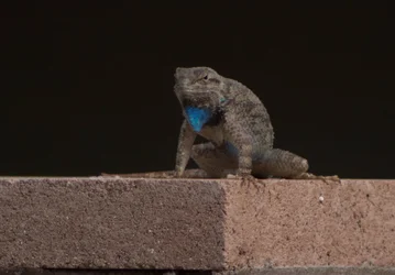 SW Fence Lizard - DHK 160625.webp