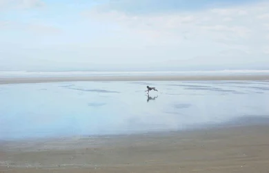 Dog-Cannon Beach-3TPF.webp