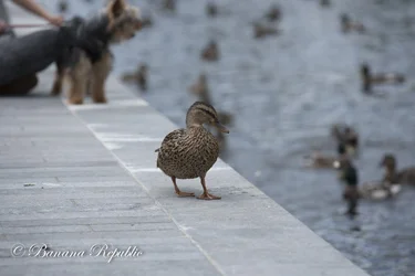 Ducks-2.webp