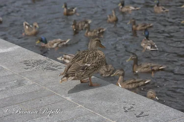 Ducks-3.webp