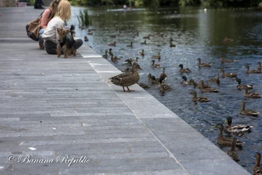 Ducks.webp