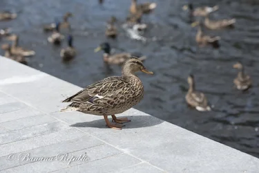 Ducks-5.webp