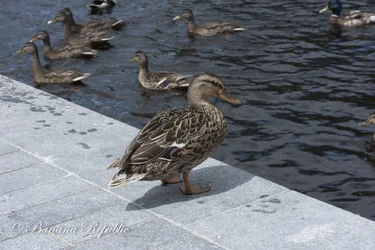 Ducks-4.webp