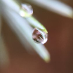Water Droplet_Spruce.jpg