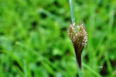 $Grass Flower.jpg