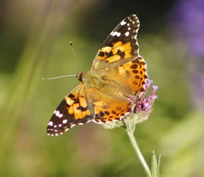 $Butterfly 1.webp
