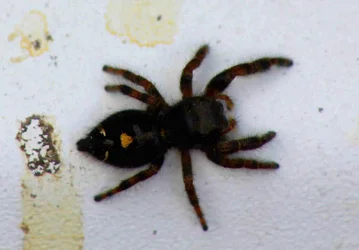 $Spider 1.webp