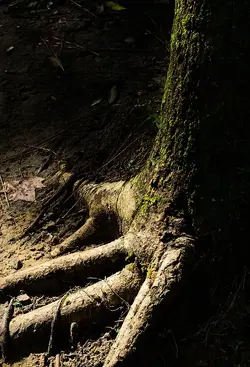$Light Tree 2.webp