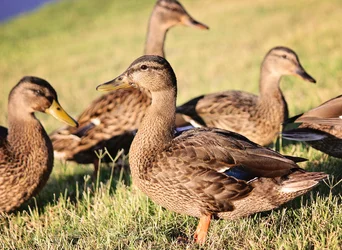 $Duck3.webp $Duck3.webp