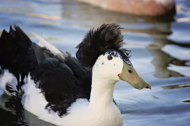 $Duck2.webp $Duck2.webp