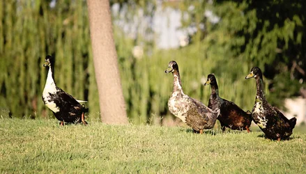 $Duck4.webp $Duck4.webp