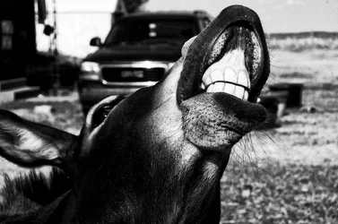 $smiling_for_the_camera_by_samspade1941-d5802y6.webp