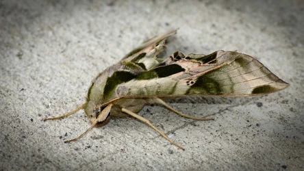 $camo moth-2-small.webp