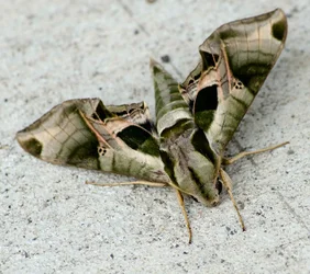 $camo moth-1-small.webp