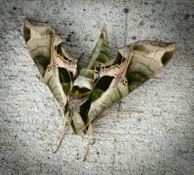 $camo moth-3-small.webp
