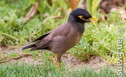 $Arabian_Magpie_(1_of_1).webp $Arabian_Magpie_(1_of_1).webp