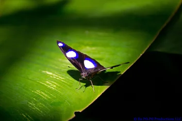 $Butterfly Pavillion July 2012-2.webp