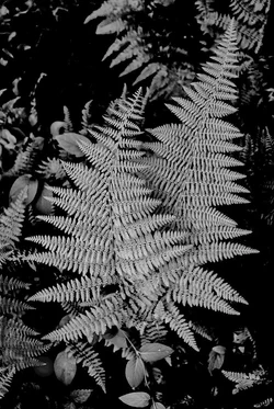 $Ferns,-Neversink-Mt.webp $Ferns,-Neversink-Mt.webp