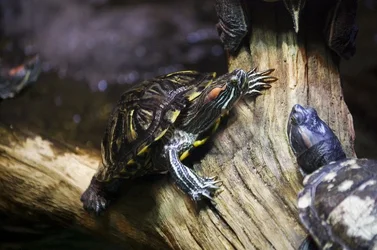 $turtles_resting_on_a_log_by_samspade1941-d56rswo.webp