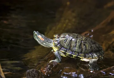 $snapping_turtle_by_samspade1941-d4uib6s.webp