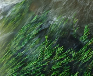 $Plants Flowing in Water.webp