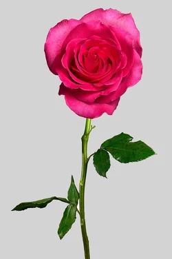$Rose-final-grey-BG.webp $Rose-final-grey-BG.webp