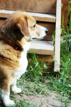 $nobledog.webp
