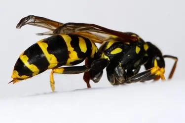 $!_DSC3237_crop1024.webp