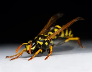 $!_wasp-1-crop-1024.webp