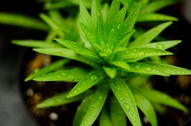 $plants_1_by_lunarfoto-d58kiys.webp