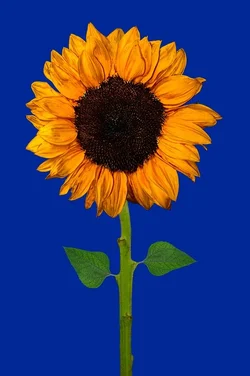 $Orange-Sunflower-on-blue-with-stem.-sharpened-HF.webp $Orange-Sunflower-on-blue-with-stem.-sharpened-HF.webp