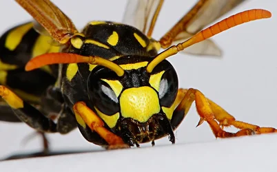 $Wasp-face1.webp