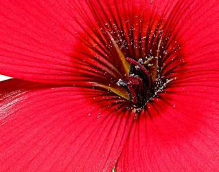 $Crop-pink-wildflower.webp $Crop-pink-wildflower.webp