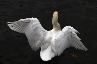 $A. swan edited.webp