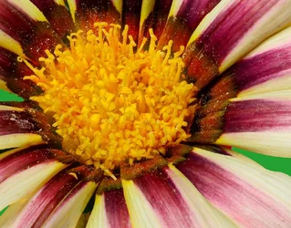 $Gazania-crop.webp