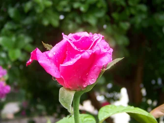 $100_2140.webp