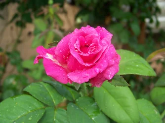 $100_2141.webp