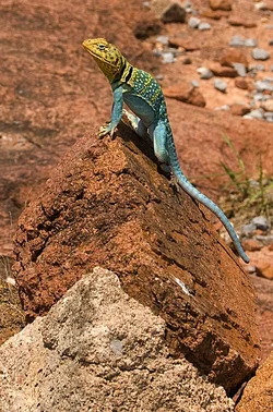 $lizard_by_samspade1941-d484kot.webp