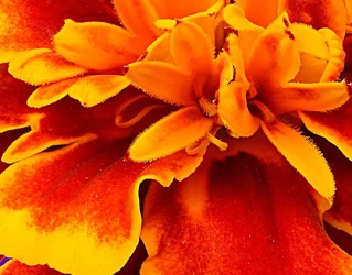 $Marigold-crop.webp