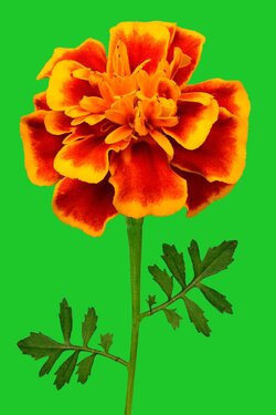 $Marigold-yellow-green-background.jpg