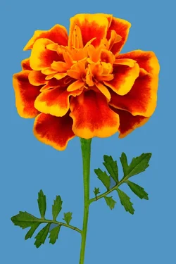 $Marigold-blue-green-background.webp $Marigold-blue-green-background.webp