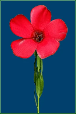 $Pink-Wildflower blue green.webp $Pink-Wildflower blue green.webp