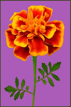 $Marigold-light-purple.jpg