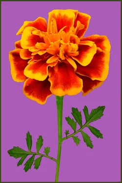 $Marigold-light-purple.webp $Marigold-light-purple.webp