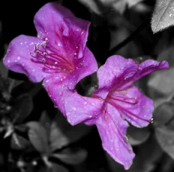 $flowers_with_dew_by_samspade1941-d591jsp.webp