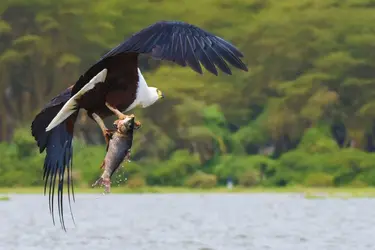eagle with fish.webp